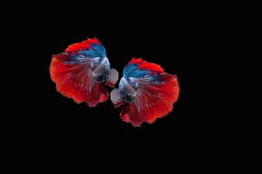 Renkli daha iyi balık, Siyam mücadele balık siyah arka plan üzerine izole