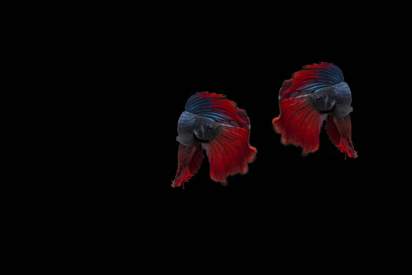 Poisson Betta double couleur, poisson de combat siamois isolé sur fond noir, poisson Betta demi lune rouge et bleue — Photo
