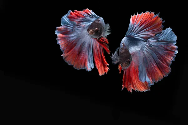 Dvojí barevné Betta ryby, siamská bojová ryby izolované na černém pozadí, červené a modré Half moon betta ryby — Stock fotografie