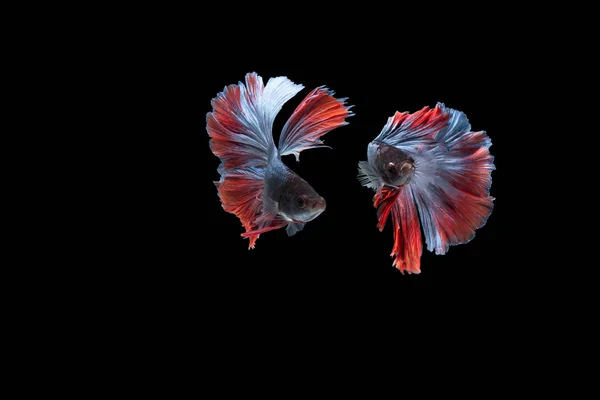 Double colorful Betta fish, Siamese fighting fish isolated on black background, Red and Blue Half moon betta fish — Stock Photo, Image