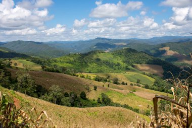 Altın Mısır Çiftliği ve yeşil orman dağ ışık ve gölge ile mavi gökyüzü ve bulutlar beyaz arka plan üzerinde güzel manzara