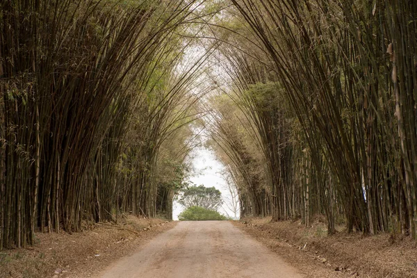 Yolun Yeşil Bambu Ormanında Güzel Manzara — Stok fotoğraf