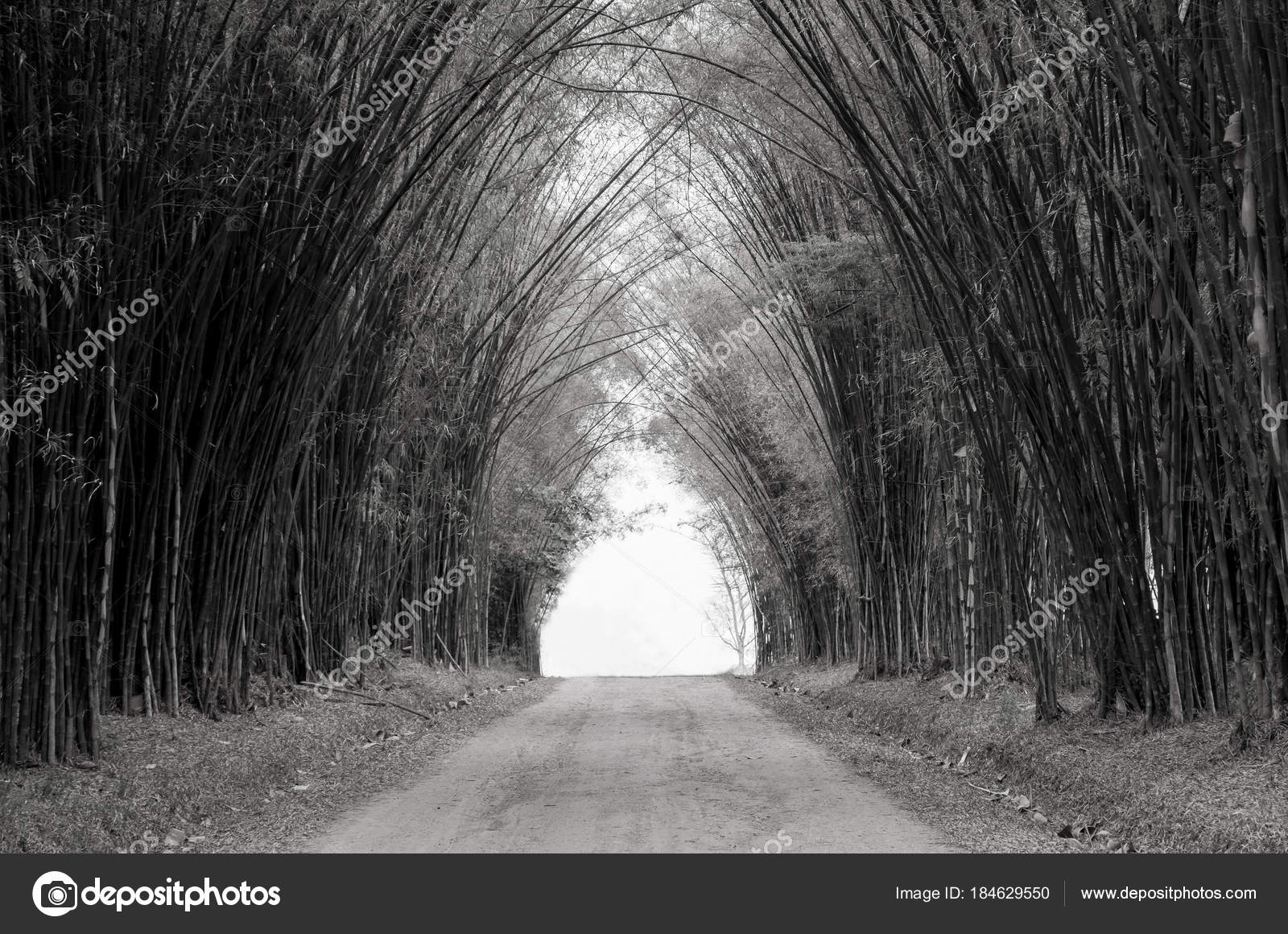 Black White Picture Beautiful Landscape Road Green Bamboo Forest