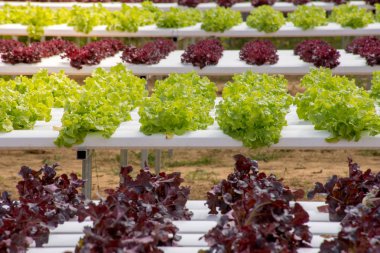 Yeşil ve kırmızı yaprak marul organik tarım tarım salata yemek için satır