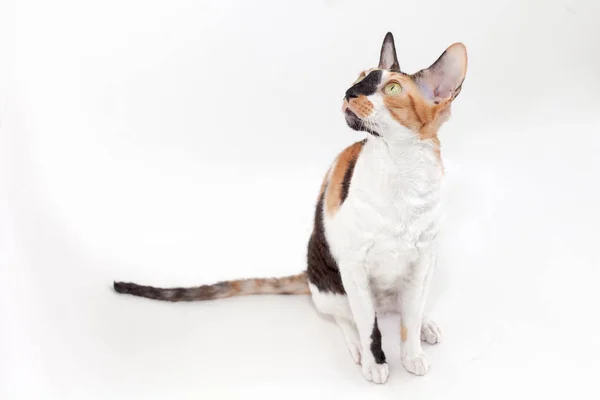 Cornish Rex kedisi