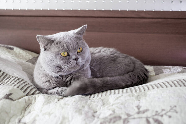 The tomcat on the bed is lying down. British Shorthair