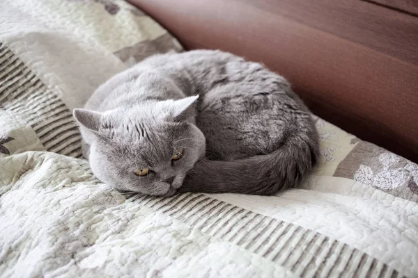 Kedi Britanya ile ilgili stenografi uyku