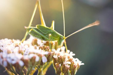 çekirge bir çiçek üzerinde