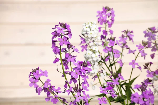 Lilac flowers on a wood background — Stock Photo, Image