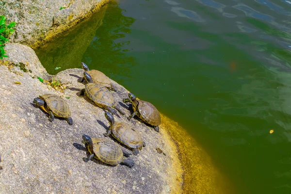 Les tortues au soleil — Photo