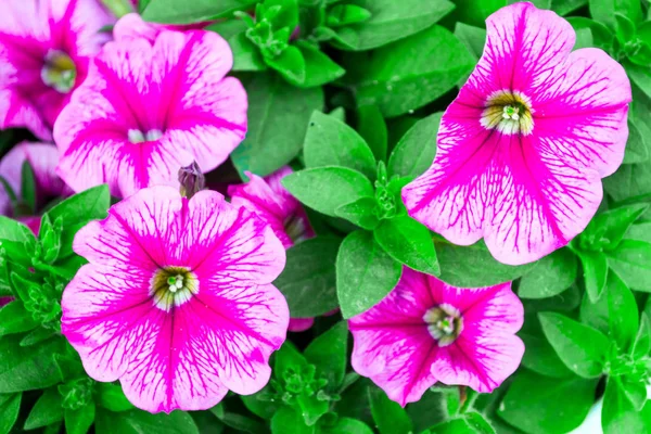 Flores en primer plano — Foto de Stock