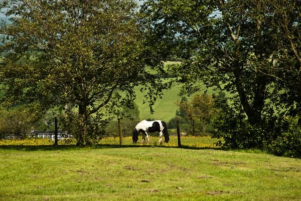 Caballo blanco y negro detrás de la valla en el parque verde —  Fotos de Stock