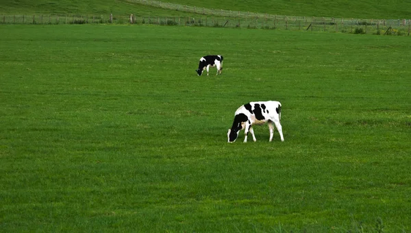 Коровы на зеленом поле в Великобритании — стоковое фото