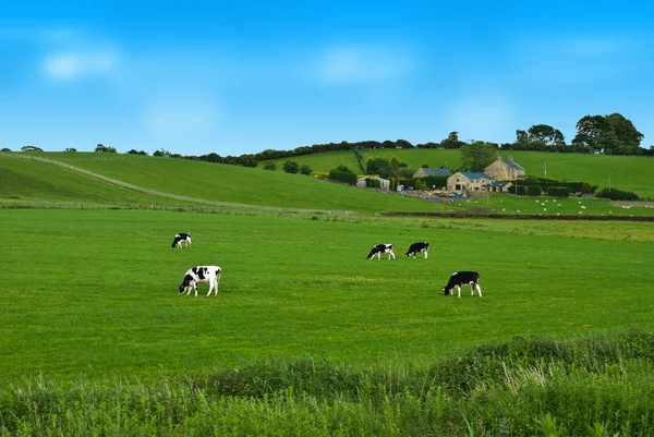 Cows on a green field in UK — Stock Photo, Image