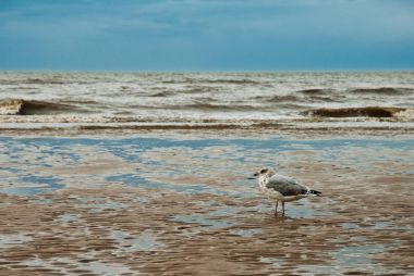 Blackpool beach, plaj ve ıslak görünüm üzerinde martı