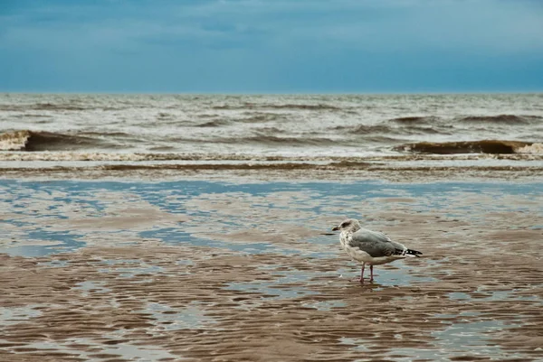 Blackpool beach, plaj ve ıslak görünüm üzerinde martı