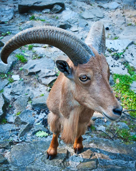 Bucardo 高山山羊，一个濒危 — 图库照片