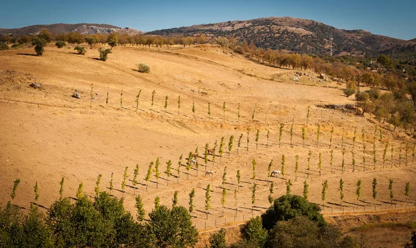 Ronda Köprüsü'nden görüntüleyin. Sakin Panoraması: alanları atları ile