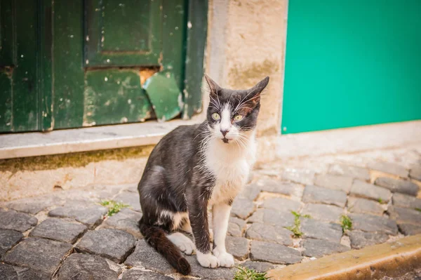 Schwarz-weiße Katze mit grünen Augen, portugal lisbon lizenzfreie Stockfotos