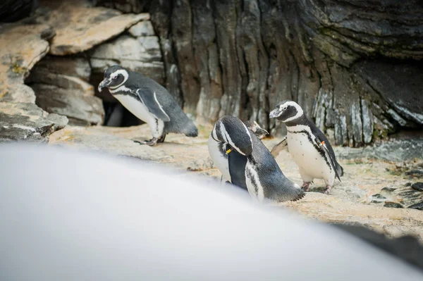 Il pinguino di Magellano (Spheniscus magellanicus) a Sud America — Foto Stock