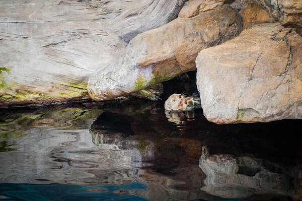 The sea otter (Enhydra lutris) is a marine mammal native to the 