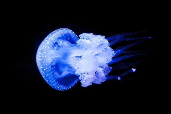 Beyaz benekli denizanası (Phyllorhiza punctata) familyasından bir atmaca da