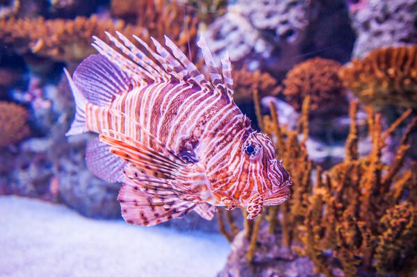 The red lionfish (Pterois volitans) is a venomous coral reef fis