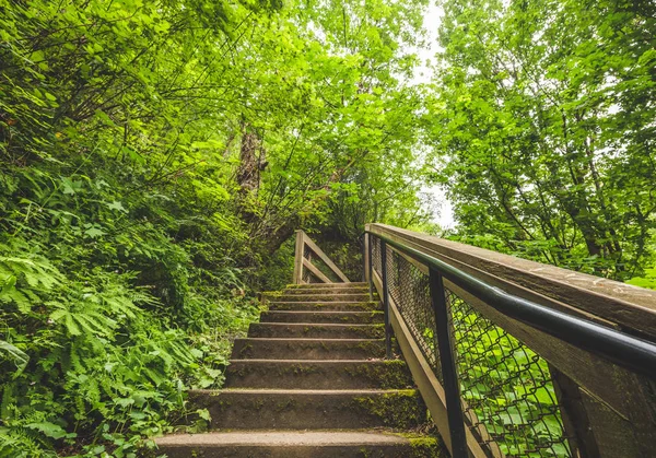 Escada em Lush, Green Forest — Fotografia de Stock