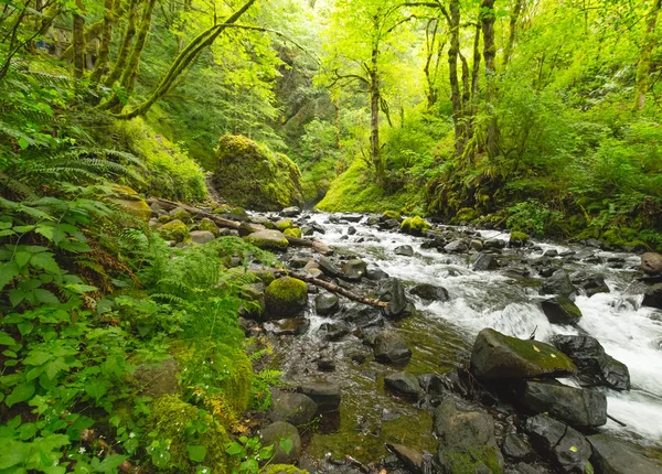 Arroyo rocoso en exuberante bosque verde — Foto de Stock