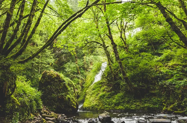 Зеленые деревья в пышном лесу — стоковое фото