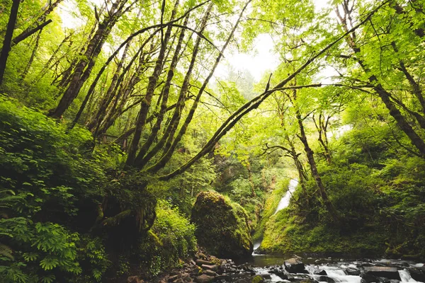 Зеленые деревья в пышном лесу — стоковое фото
