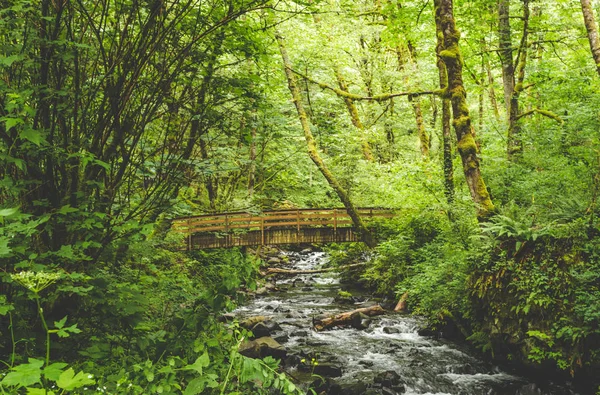 Деревянный мост через ручей в пышном лесу — стоковое фото