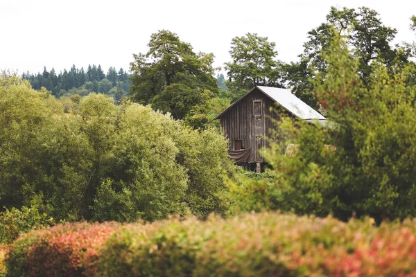 Schuur gebouw in een weelderige Pacific Northwest Forest — Stockfoto