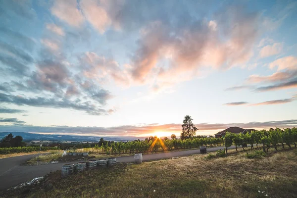 Colorful Vineyard Sunset — Stock Photo, Image