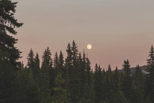Luna llena sobre árboles forestales — Foto de Stock