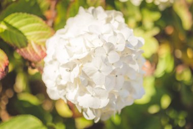 Beyaz çiçek bush yaz gün ışığında