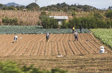 Guatemala alan işçi