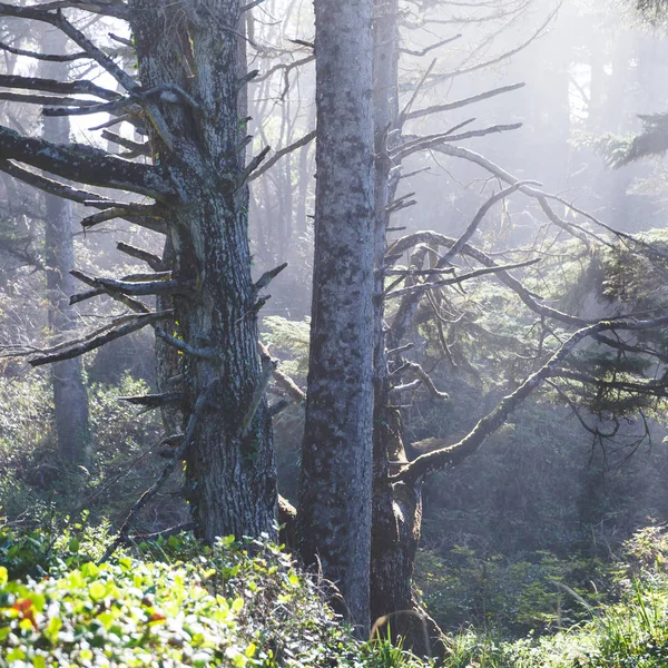 Туманный лесной свет — стоковое фото