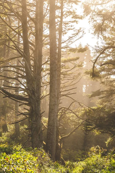 Kıyı orman puslu güneş ışığı