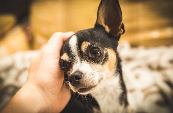 Chihuahua mirando a la persona mientras se acaricia — Foto de Stock