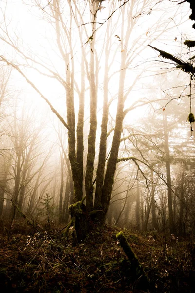 Árvores em exuberante floresta verde — Fotografia de Stock