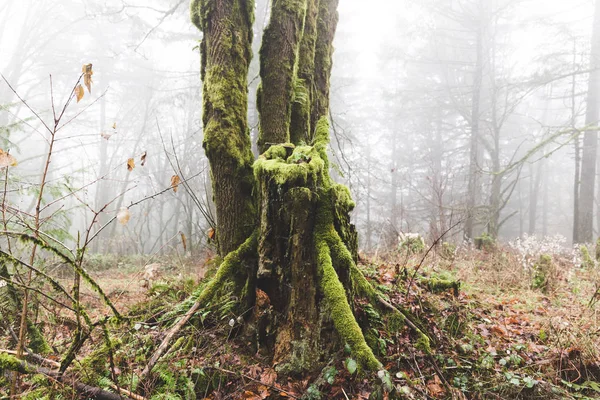 Árboles en exuberante bosque verde — Foto de Stock