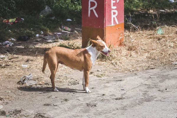 Cane in piedi vicino strada in Guatemala — Foto Stock