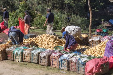 Ambalaj ve kırsal Guatemala, orta patates taşıma işçiler 