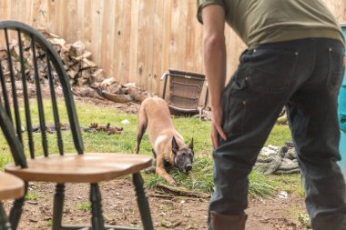 Shepard köpek yavrusu dışında oynarken
