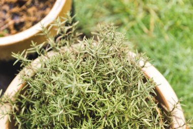 Planter içinde biberiye