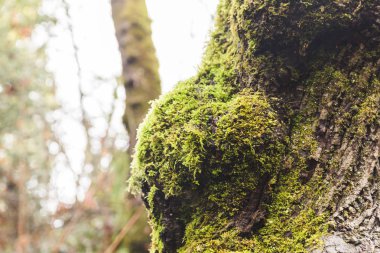 Foggy Forest Park 'ta Mossy Tree