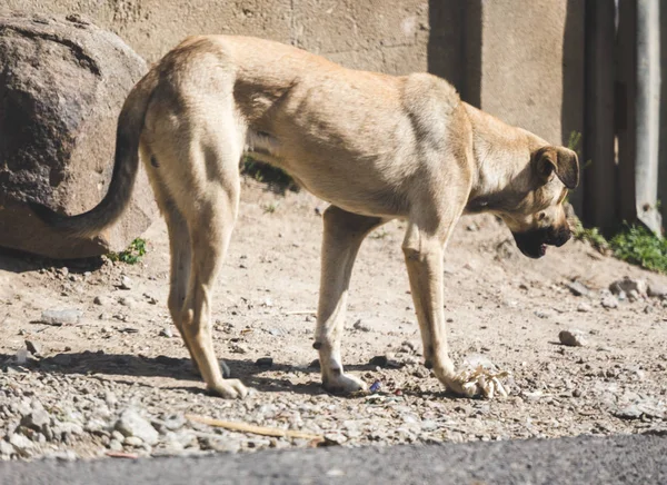 Cane randagio in Guatemala rurale — Foto Stock