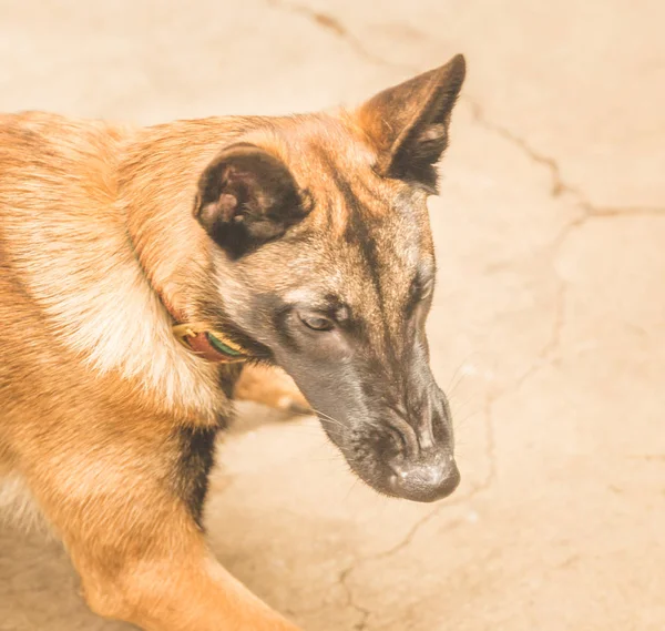 Cão Shephard agressivo — Fotografia de Stock