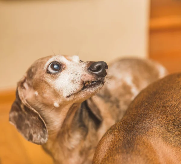 Dauchsund Perros jugando — Foto de Stock